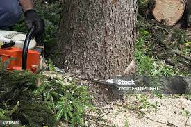 Best Tree and Shrub Care  in South San Francisco, CA