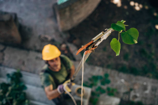 Professional Tree Services in South San Francisco, CA